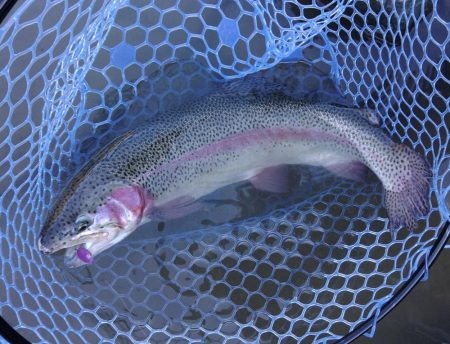 なんとか二桁 ～天竜川ルアーフライ専用区～